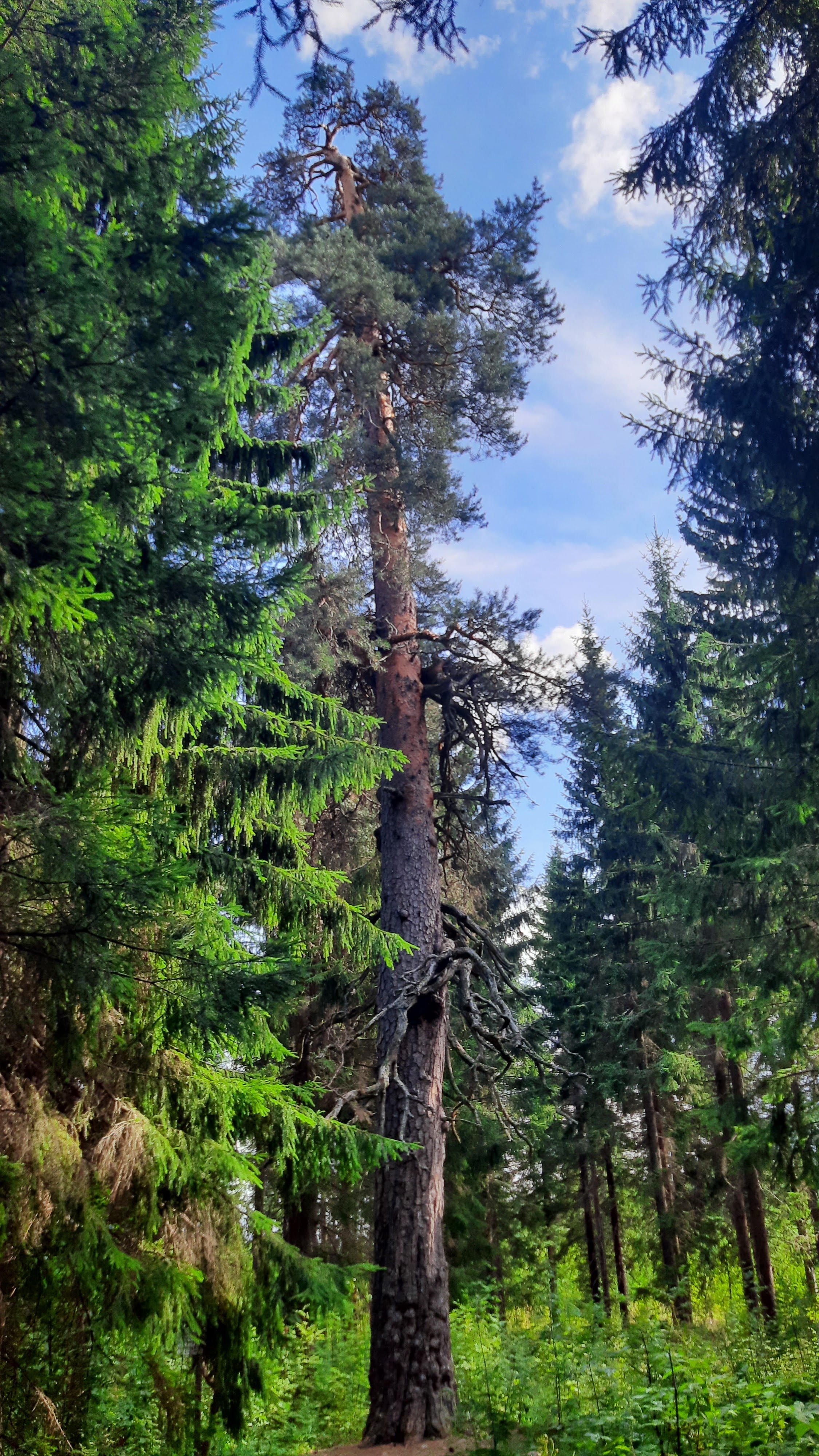 Koivumäki Pine (nearly 400-year-old pine)